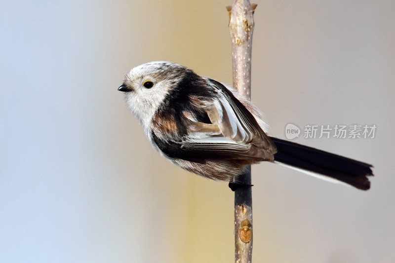 自然生境中的长尾山雀(aegithalos caudatus)